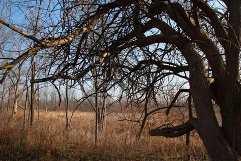 Hanging Branches Stock Photos