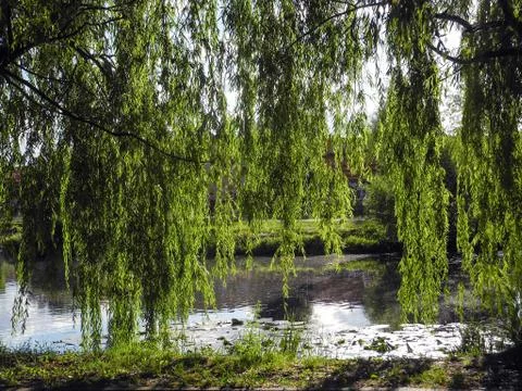 Hanging branches of Sallow on a sunny day in the park above the water. Stock Photos