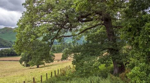 Hanging Branches of tree over paddock in Lake District Stock Photos