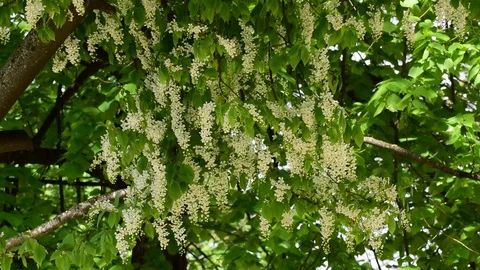 Hanging branches of wild cherry with white inflorescences Stock Footage 89087436