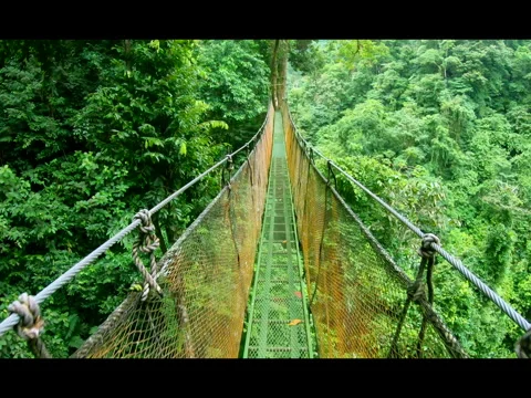 Hanging bridge walk in the jungle Stock-Footage 249336834