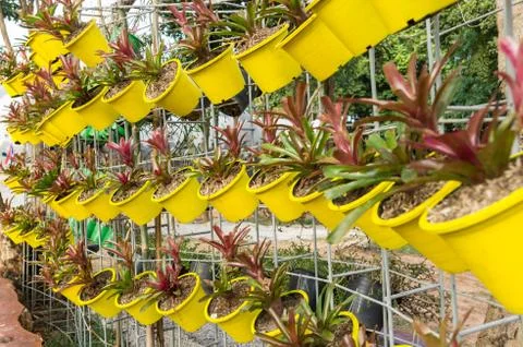 Hanging bromeliad pot Foto stock