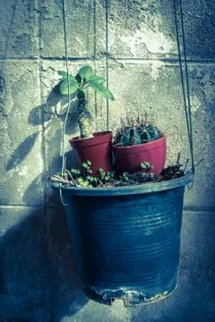 Hanging bromeliad pot Stock Photos