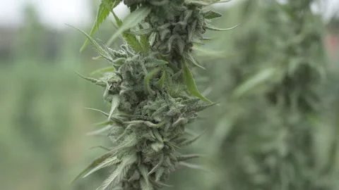 Hanging buds in drying phase Stock Footage 316178683