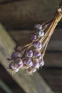 Hanging bunch of garlic Stock Photos