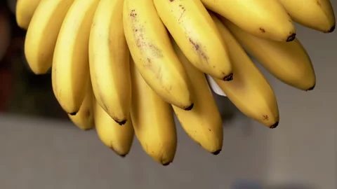 Hanging Bunch of Ripe Bananas Stock-Footage 293177161