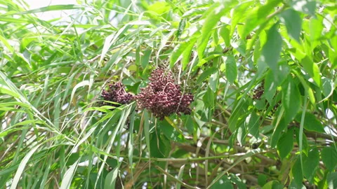 Hanging bunch of ripe pepper tree berries, green tree branches waving in wind Stock Footage 260734658