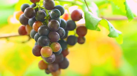 Hanging a bunch of wine grapes. Stock Footage 41720406