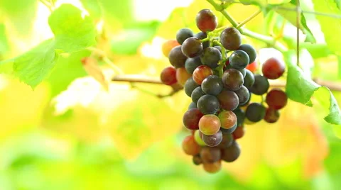 Hanging a bunch of wine grapes. Stock Footage 41720487