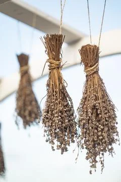 Hanging bunches of dried lavender Foto stock