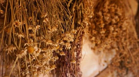Hanging bunches of medicinal herbs and flowers, focus on chamomile flower Stock Photos