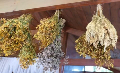 Hanging bunches Stock Photos