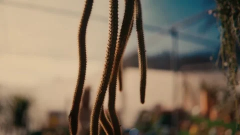 Hanging cactus in warm sunlight, cinematic botanical close up Stock Footage 335241764