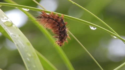 Hanging caterpillar Stock Footage 203837468