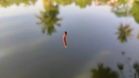Hanging caterpillar Stock Footage 278777992
