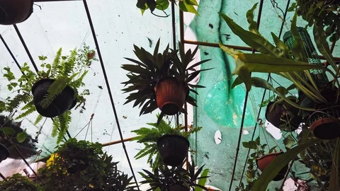 Hanging ceiling pots with flowers Stock Footage 128842914