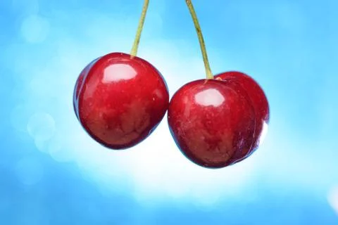 Hanging cherries background on blue background. Studio shot Stock Photos