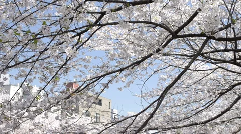 Hanging Cherry Blossom branches 動画素材 3980427