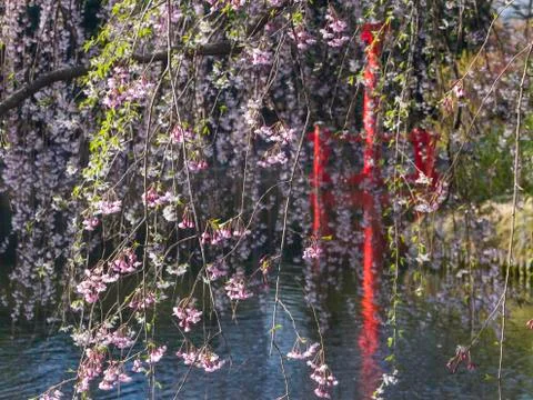 Hanging cherry blossoms Stock Photos