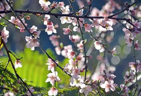 Hanging cherry blossoms Stock Photos