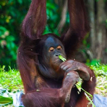 Hanging Chimp Stock Photos