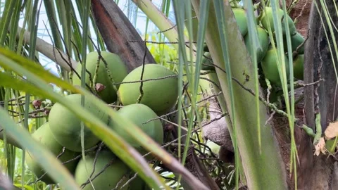 A hanging cluster of green coconuts is attached beneath long leaves on a tall Stock Footage 331300771