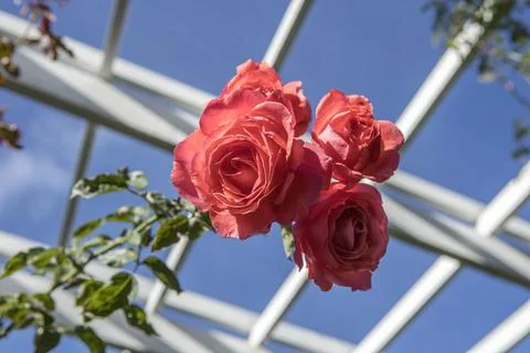 Hanging cluster of roses. Stock Photos