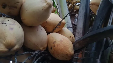 Hanging Clusters of Ripe and Fresh Yellow or Dwarf Coconuts in a Grove Stock Footage 260820941