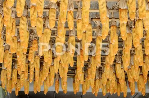 Hanging corn on ceiling Stock Photos
