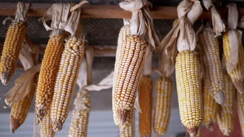 Hanging Corn Cobs in Barn Stock Footage 293156700