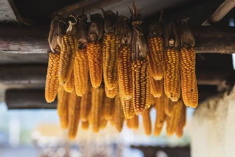 Hanging Corn in Empty Setting Stock Photos