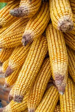 Hanging corn Foto stock
