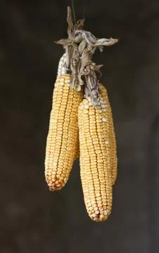 Hanging corn Stock Photos