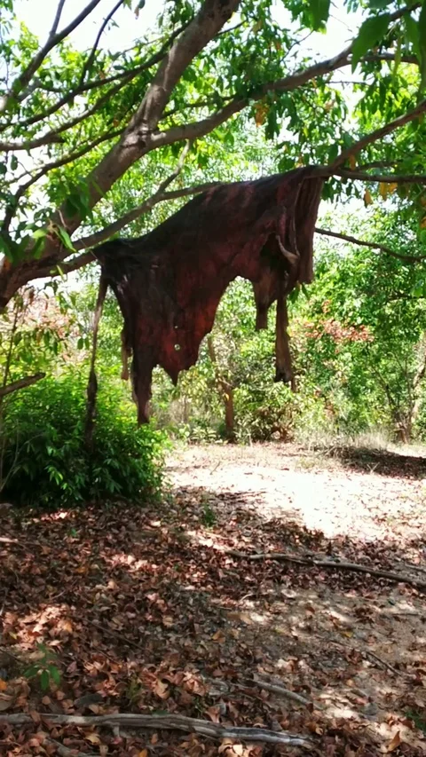 Hanging cow leather in tree for drying in village Stock Footage 127476349