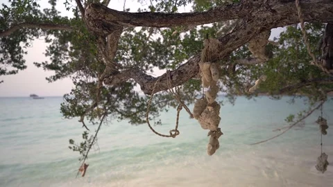 Hanging decorated corals on tree against the sea. Vídeo Stock 151459381