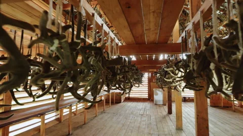 Hanging deer maral horns drying in hangar at farm. Cut Siberian stag antlers Video stock 270053319
