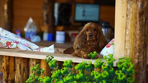 Hanging dog in home Stock Footage 93398584