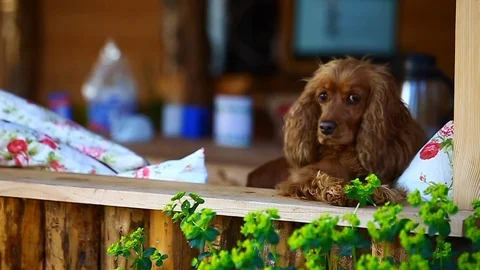 Hanging dog in home Stock Footage 93587570