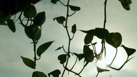 Hanging down leaves of Golden Pothos Stock Footage 210865829