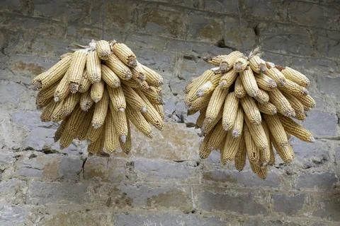 Hanging Dried Corn Cobs on Rustic Stone Wall Representing Harvest and Tradi.. Stock Photos