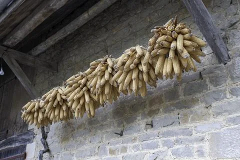 Hanging Dried Corn Cobs on Rustic Stone Wall Representing Harvest and Tradi.. Stock Photos