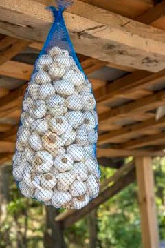 Hanging dried garlic Stock Photos