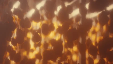 Hanging Dried Persimmons Seen Through a Sheer Sheet With Warm Cinematic Stock Footage 332240331
