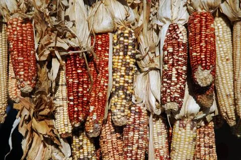 Hanging dry corn Stock-Fotos