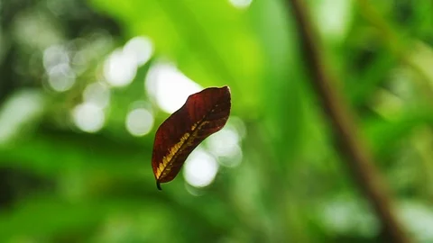 Hanging  dry leaf Stock Footage 92477956