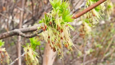 Hanging earrings of maple tree blooming flower and fresh new greenery in spring Video stock 146122600