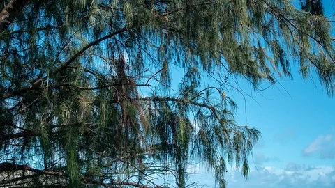 Hanging evergreen tree blowing in the wind Stock Footage 88676632