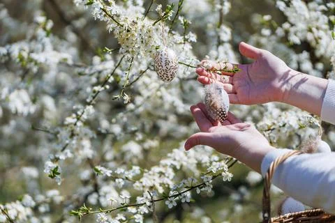 Hanging Feathered Easter Egg on Spring Tree Стоковые фото