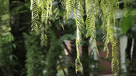 Hanging fern Stock Footage 147917841