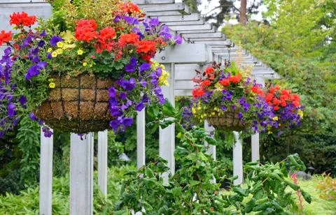 Hanging flower baskets Stock Photos